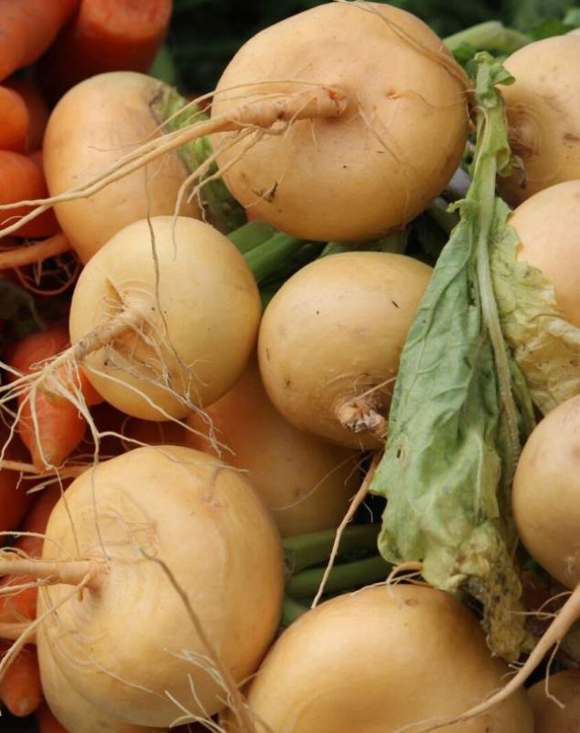 Arany tarlórépa -  turnip   - Különleges zöldségek az Egzotikus Növények Stúdiója kínálatából